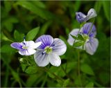 Veronica filiformis