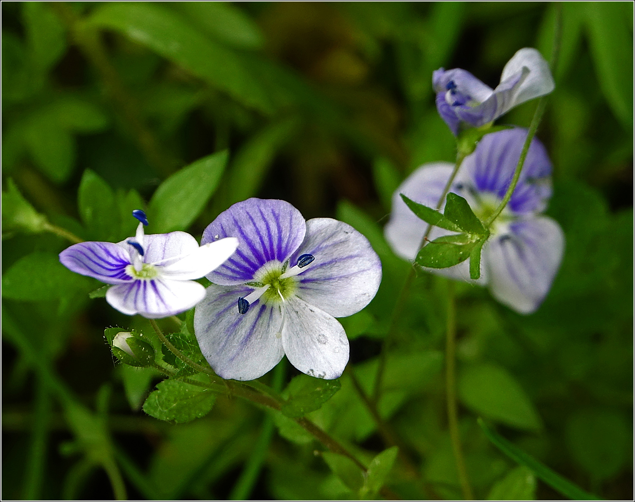 Изображение особи Veronica filiformis.