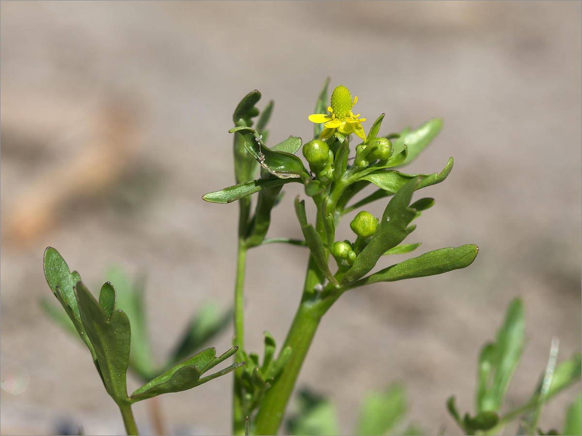 Изображение особи Ranunculus sceleratus.