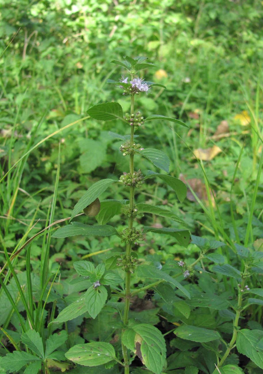 Image of Mentha arvensis specimen.