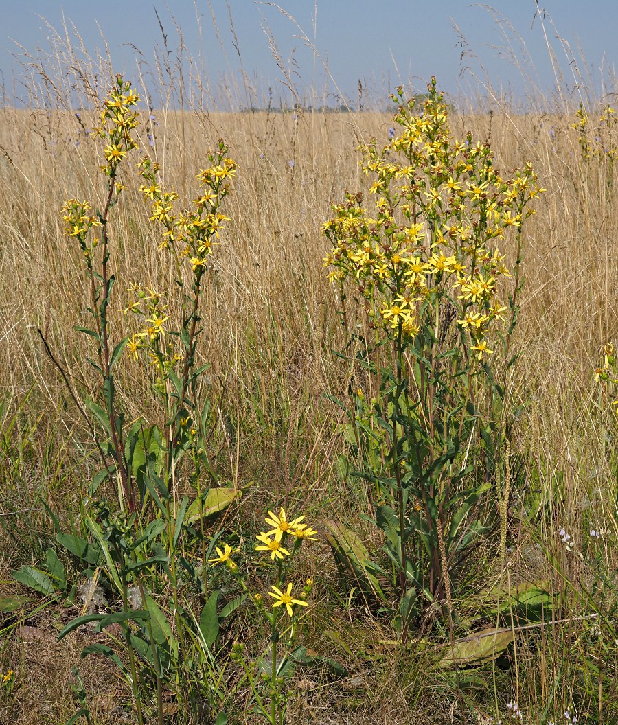 Изображение особи Senecio paucifolius.