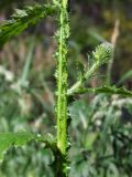 Carduus crispus. Часть стебля с листьями и развивающимся пазушным генеративным побегом. Магаданская обл., г. Магадан, мкр-н Снежная Долина, около огорода. 07.08.2022.