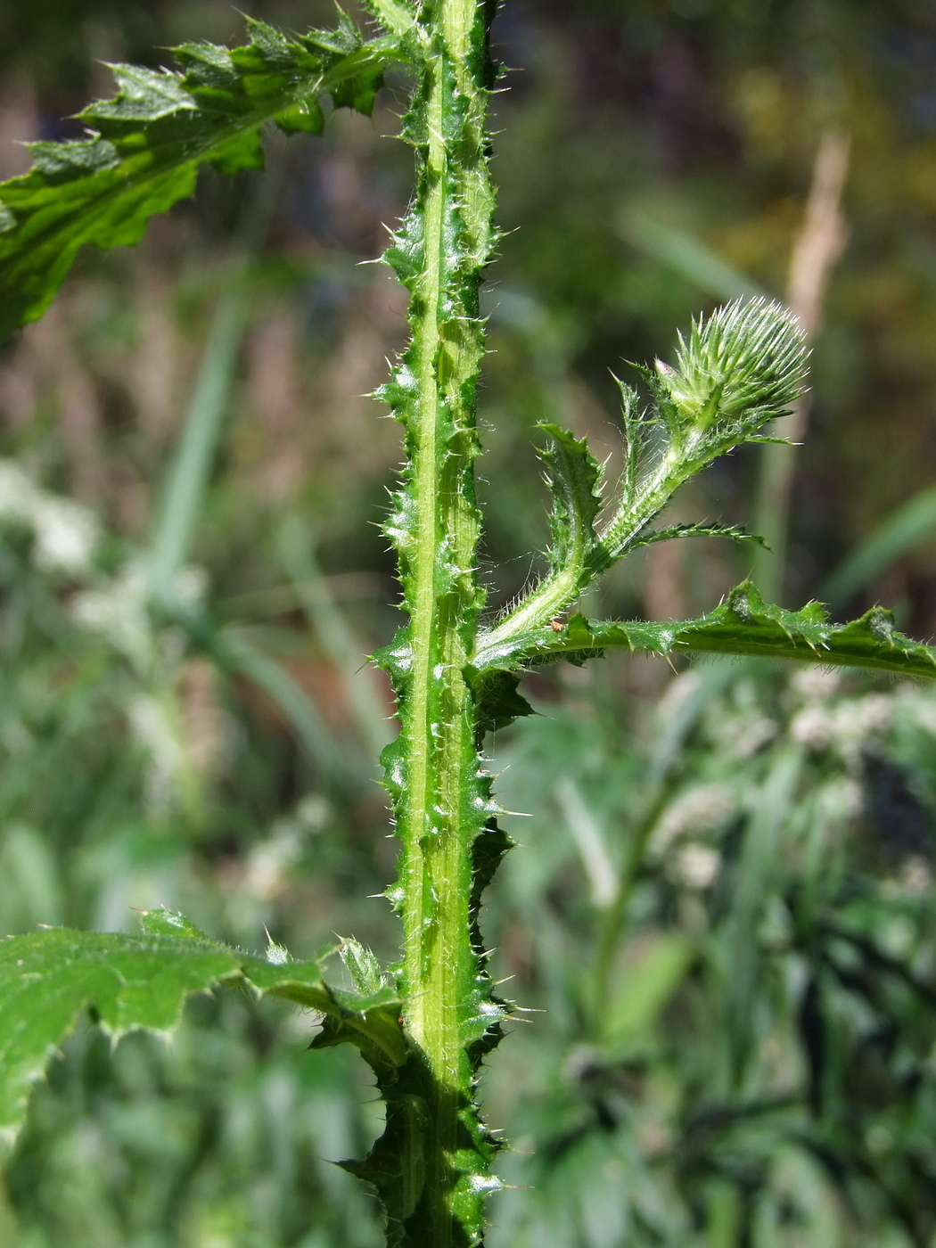 Изображение особи Carduus crispus.
