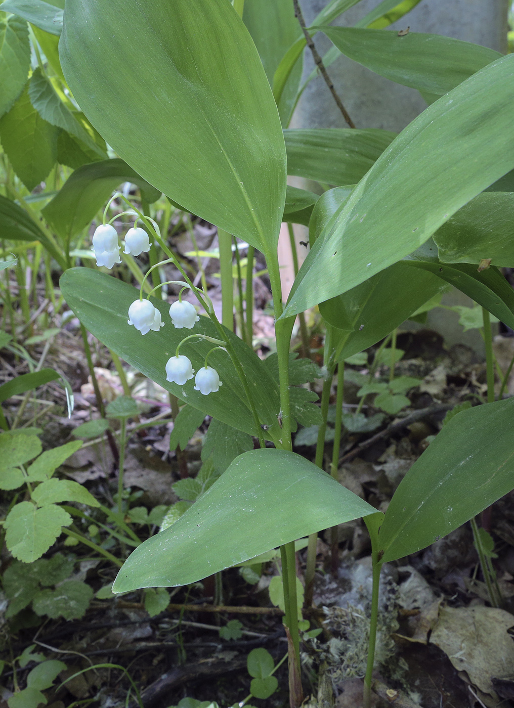 Изображение особи Convallaria majalis.