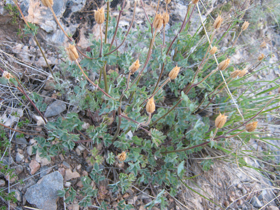 Image of Aquilegia tuvinica specimen.