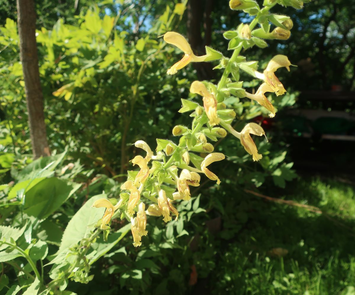 Изображение особи Salvia glutinosa.