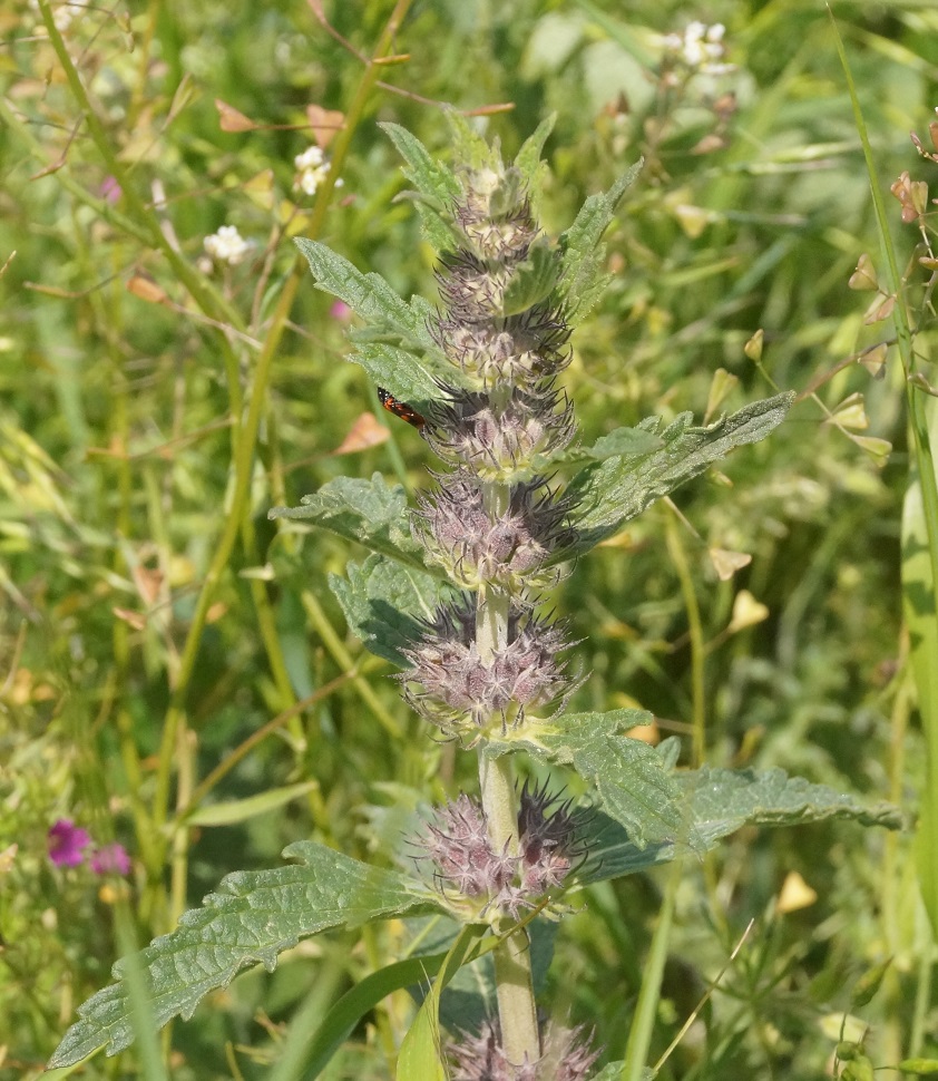 Image of Phlomoides hybrida specimen.