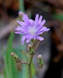 Lactuca tatarica