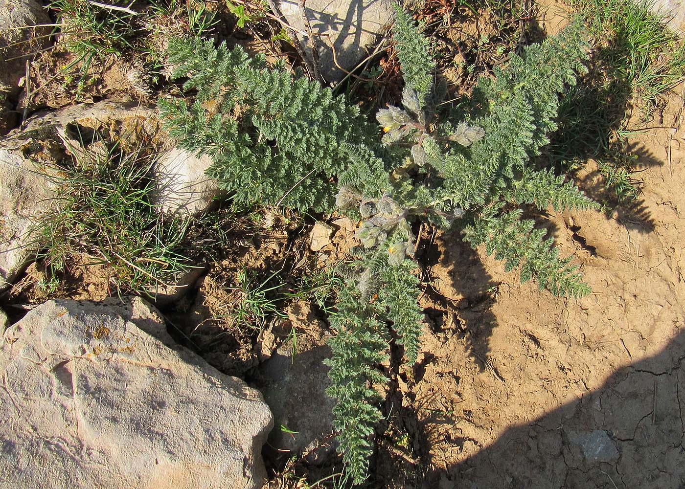 Image of Biebersteinia multifida specimen.