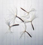 Tragopogon dasyrhynchus