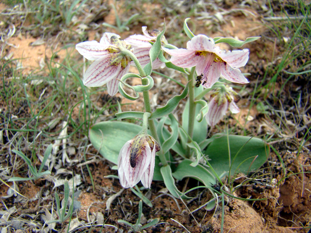 Изображение особи Rhinopetalum karelinii.