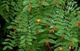 Hypericum xylosteifolium