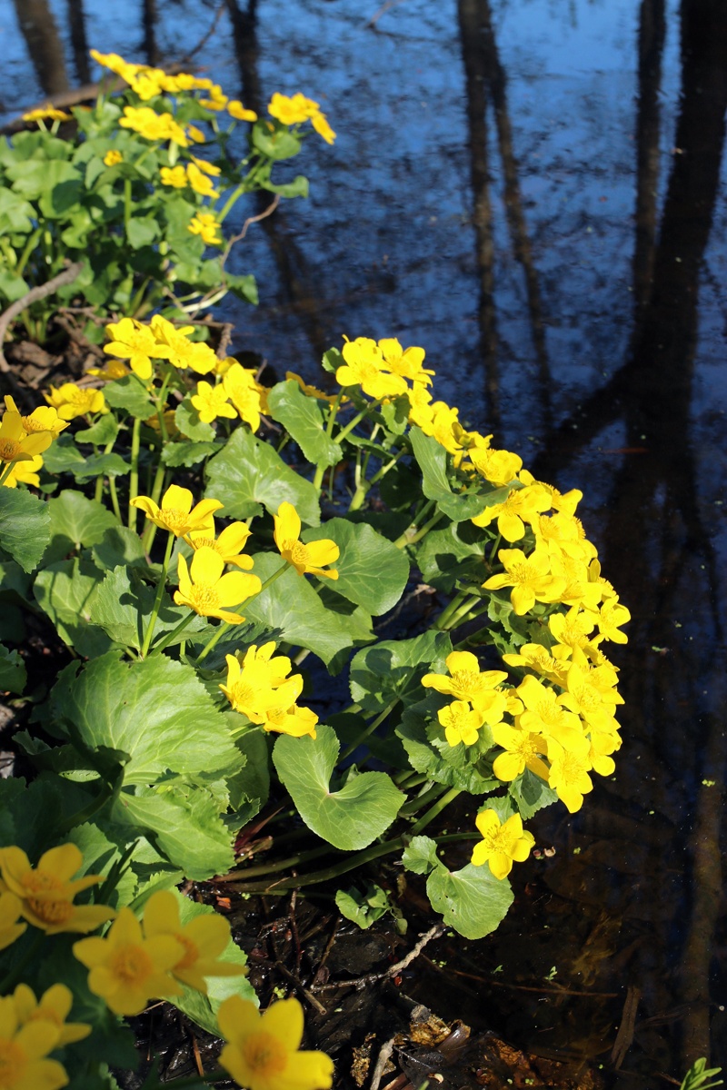 Изображение особи Caltha palustris.