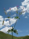 род Geranium. Побег с цветками, незрелыми плодами и листьями (приподнят). Казахстан, Восточно-Казахстанская обл., Калбинский Алтай, окр. пер. Таргын, склон западной экспозиции, степь на мелкозёме. 22 июня 2023 г.