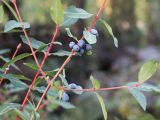 Lonicera stenantha