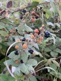 Rubus canescens