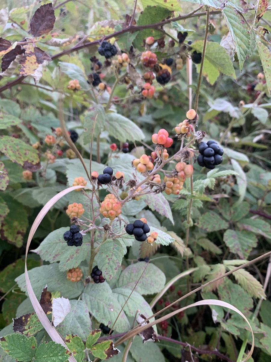 Image of Rubus canescens specimen.