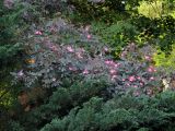 Rosa glauca. Цветущее растение. Владивосток, Ботанический сад-институт ДВО РАН. 26 июня 2010 г.