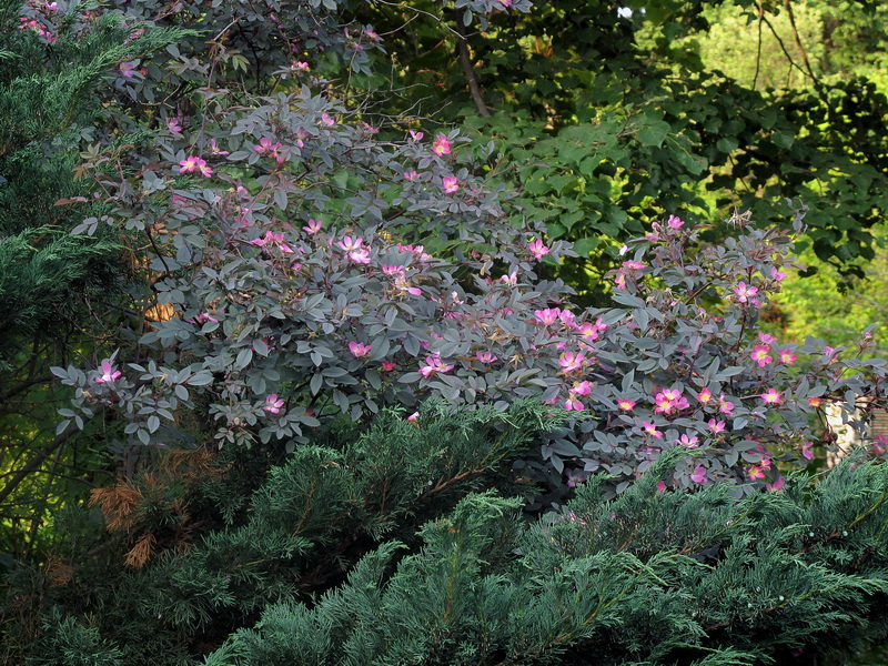 Изображение особи Rosa glauca.