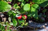 Vaccinium vitis-idaea. Верхушка побега с плодами (рядом видны листья Vaccinium praestans). Курильские о-ва, о-в Кунашир, вулкан Менделеева, ≈ 600 м н.у.м., опушка смешанного леса. 21.08.2022.