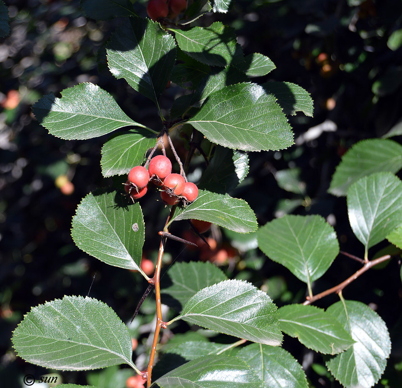 Image of Crataegus chrysocarpa var. rotundifolia specimen.