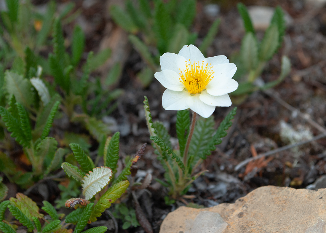 Изображение особи Dryas punctata.