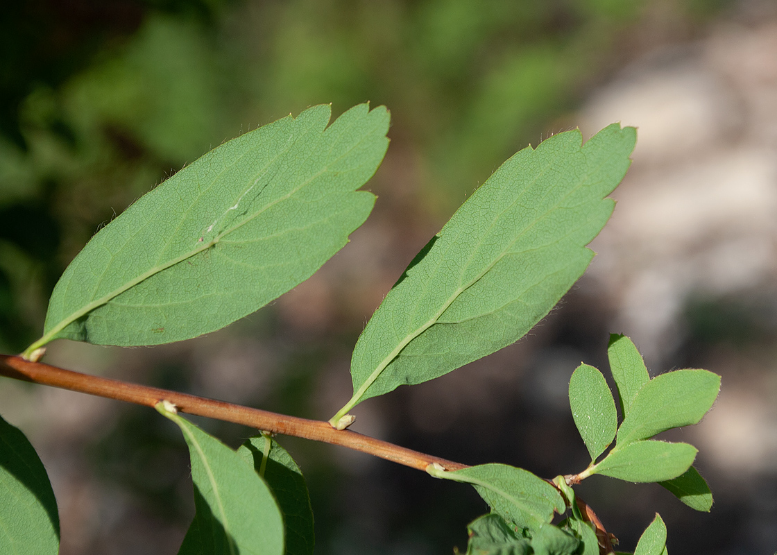 Image of Spiraea media specimen.