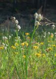 Allium schoenoprasum