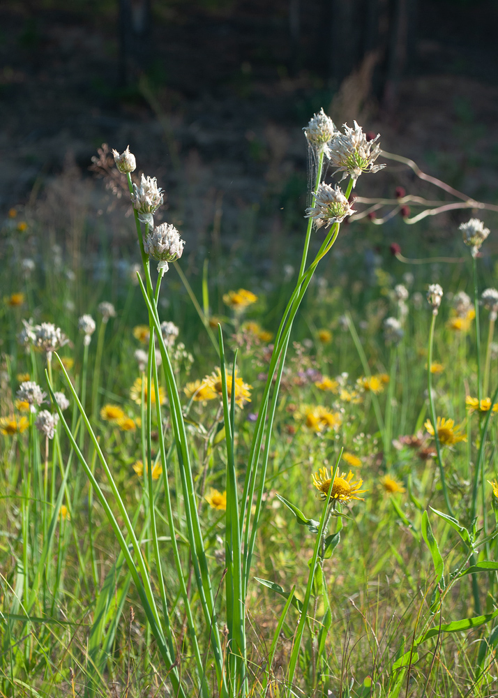 Image of Allium schoenoprasum specimen.