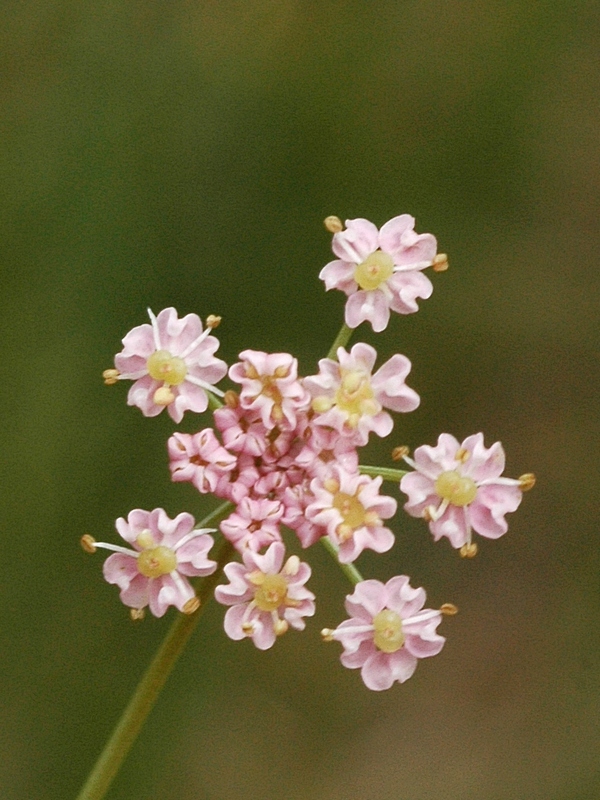 Image of Carum carvi specimen.