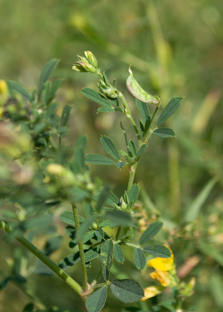 Изображение особи Medicago falcata.