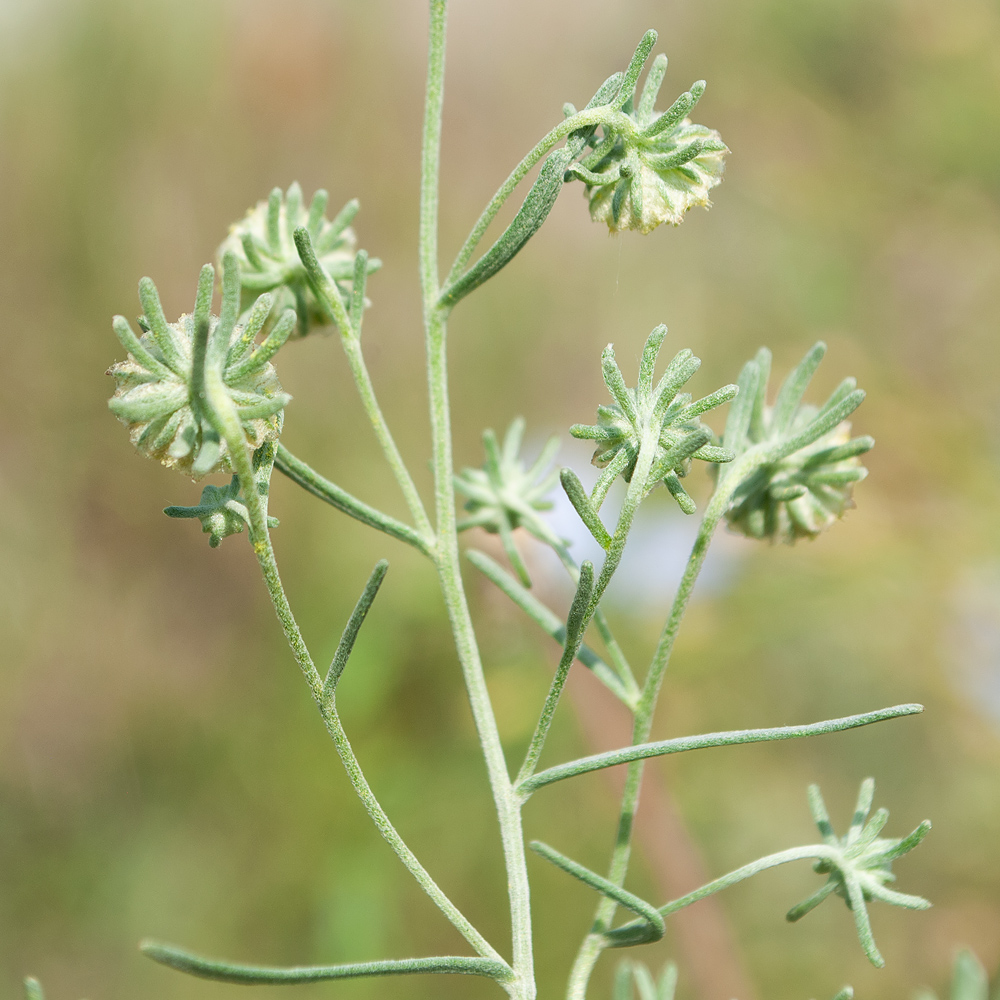 Изображение особи Artemisia jacutica.