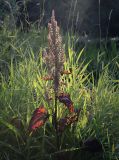 Rumex aquaticus. Верхушка плодоносящего увядающего растения. Пермский край, г. Пермь, Индустриальный р-н, берег р. Мулянка, разнотравный луг. 04.08.2023.