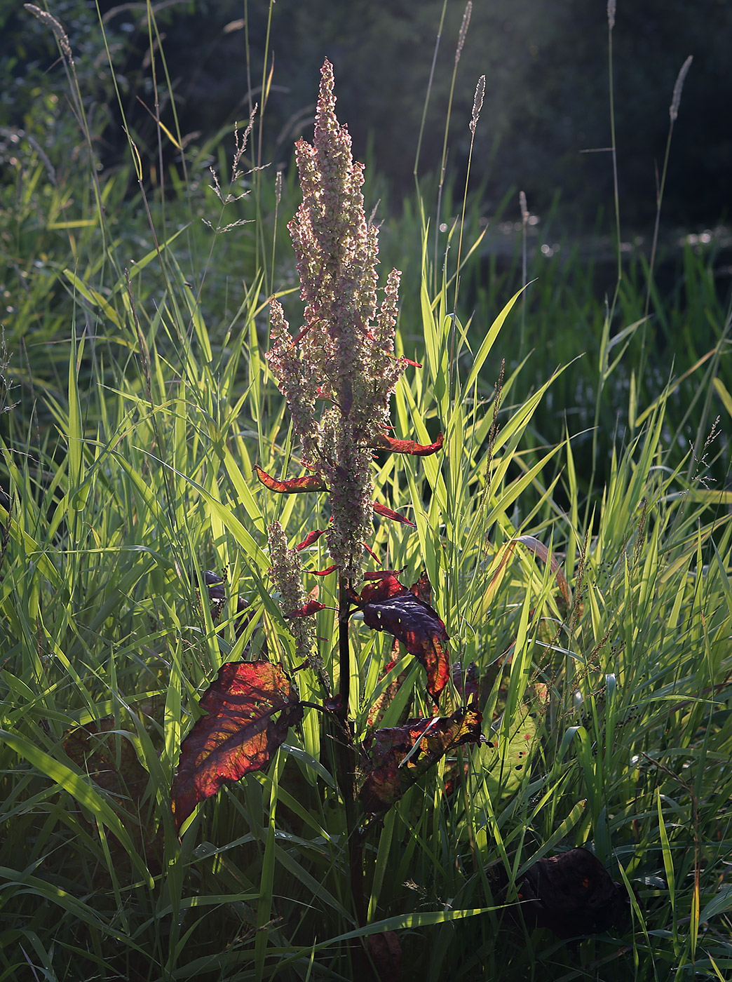 Изображение особи Rumex aquaticus.