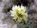 Cephalaria uralensis. Соцветие. Волгоградская обл., Ольховский р-н, окр. с. Захаровка, меловой склон. 16.07.2022.