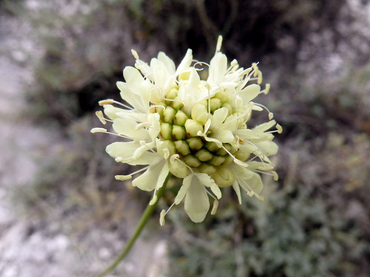 Изображение особи Cephalaria uralensis.