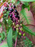 Phytolacca americana. Соплодие. Краснодарский край, городской округ Сочи, Центральный р-н, Мамайский лесопарк, смешанный лес. 12.09.2021.