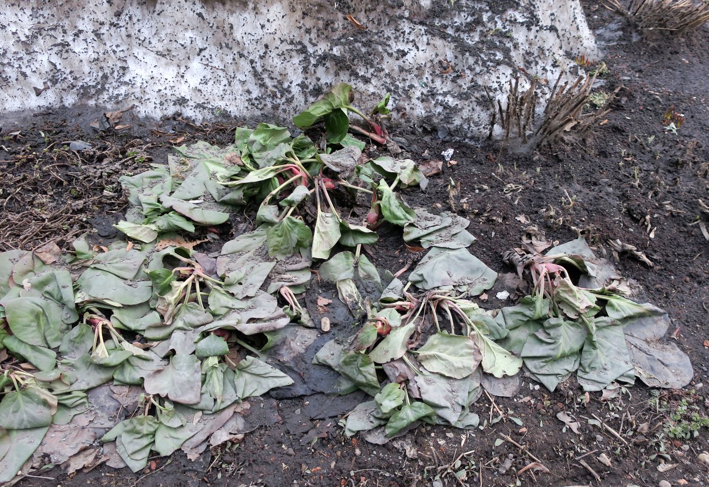 Image of Bergenia crassifolia specimen.