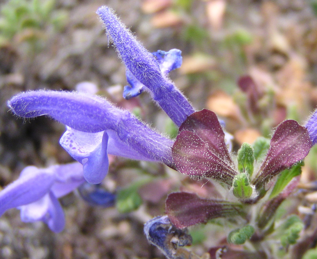 Изображение особи Dracocephalum palmatum.