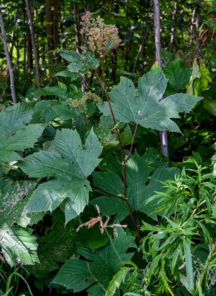 Image of Filipendula camtschatica specimen.