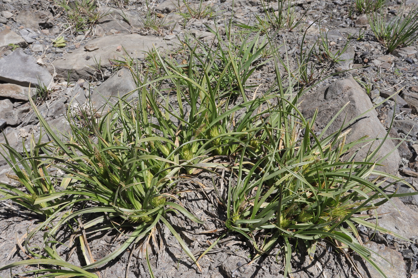 Изображение особи Carex hordeistichos.