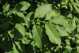 Euonymus europaeus