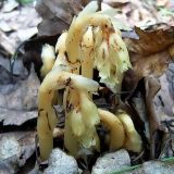 Hypopitys monotropa. Цветущее растение. Чувашия, окрестности г. Шумерля, Кумашкинский заказник, Соколова поляна. 13 июля 2005 г.