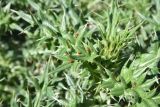 род Cirsium