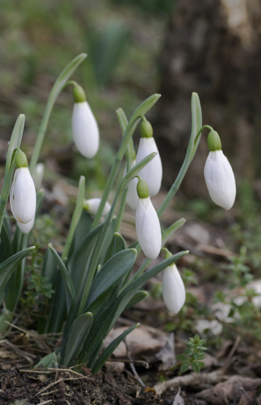 Изображение особи Galanthus plicatus.