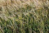 Hordeum distichon