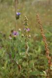 Agrimonia eupatoria