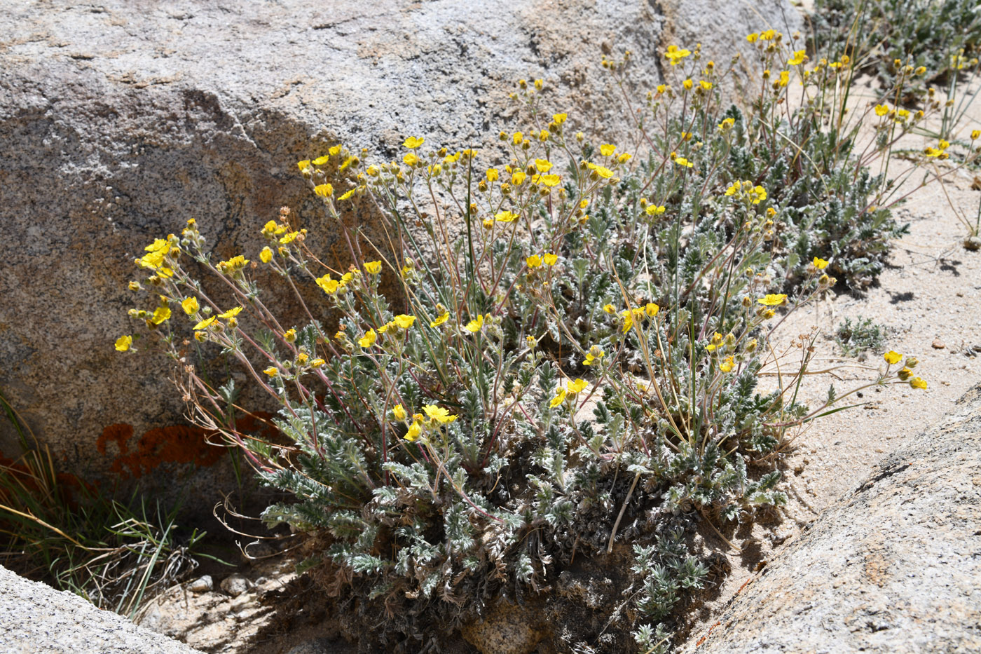 Изображение особи Potentilla pamiroalaica.