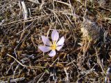 Image of taxon representative. Author is Виталий Коломийчук