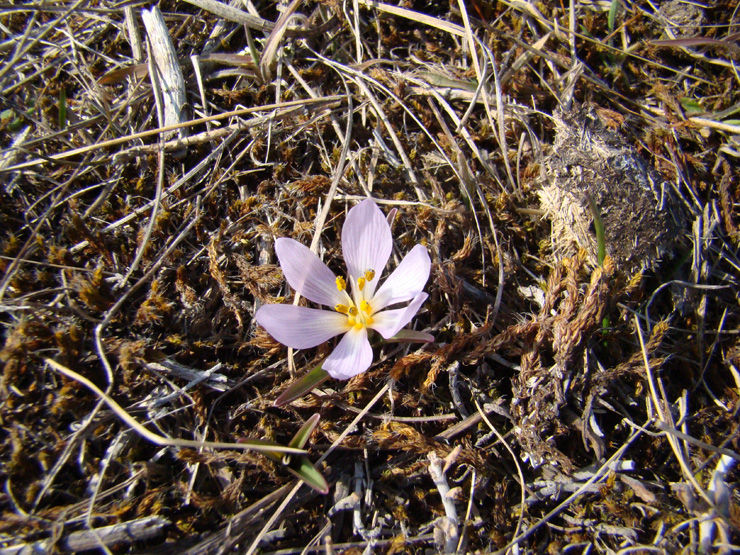 Image of Colchicum triphyllum specimen.